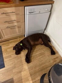 We are dog people and we loved to get to meet our host pups!