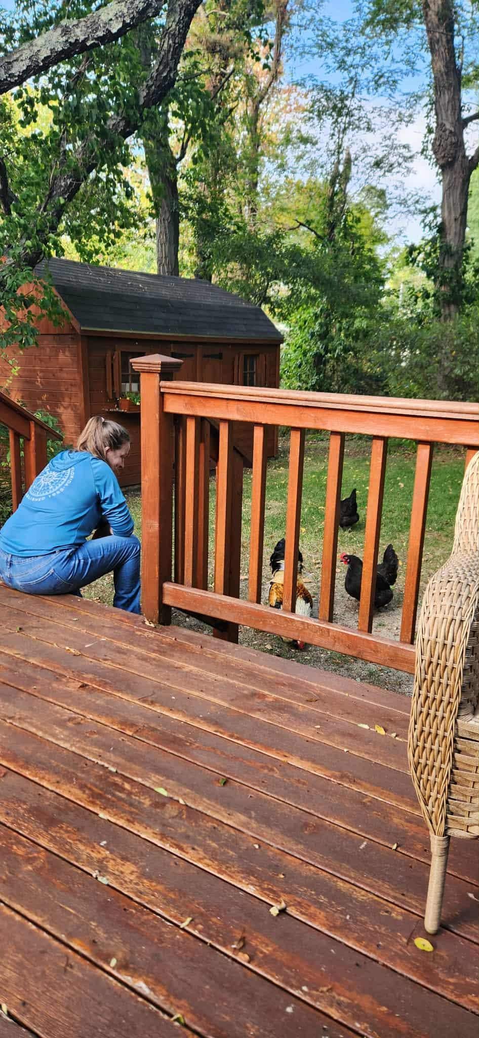 The chickens visiting 