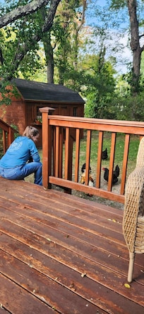 The chickens visiting