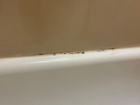 Mold in the tub