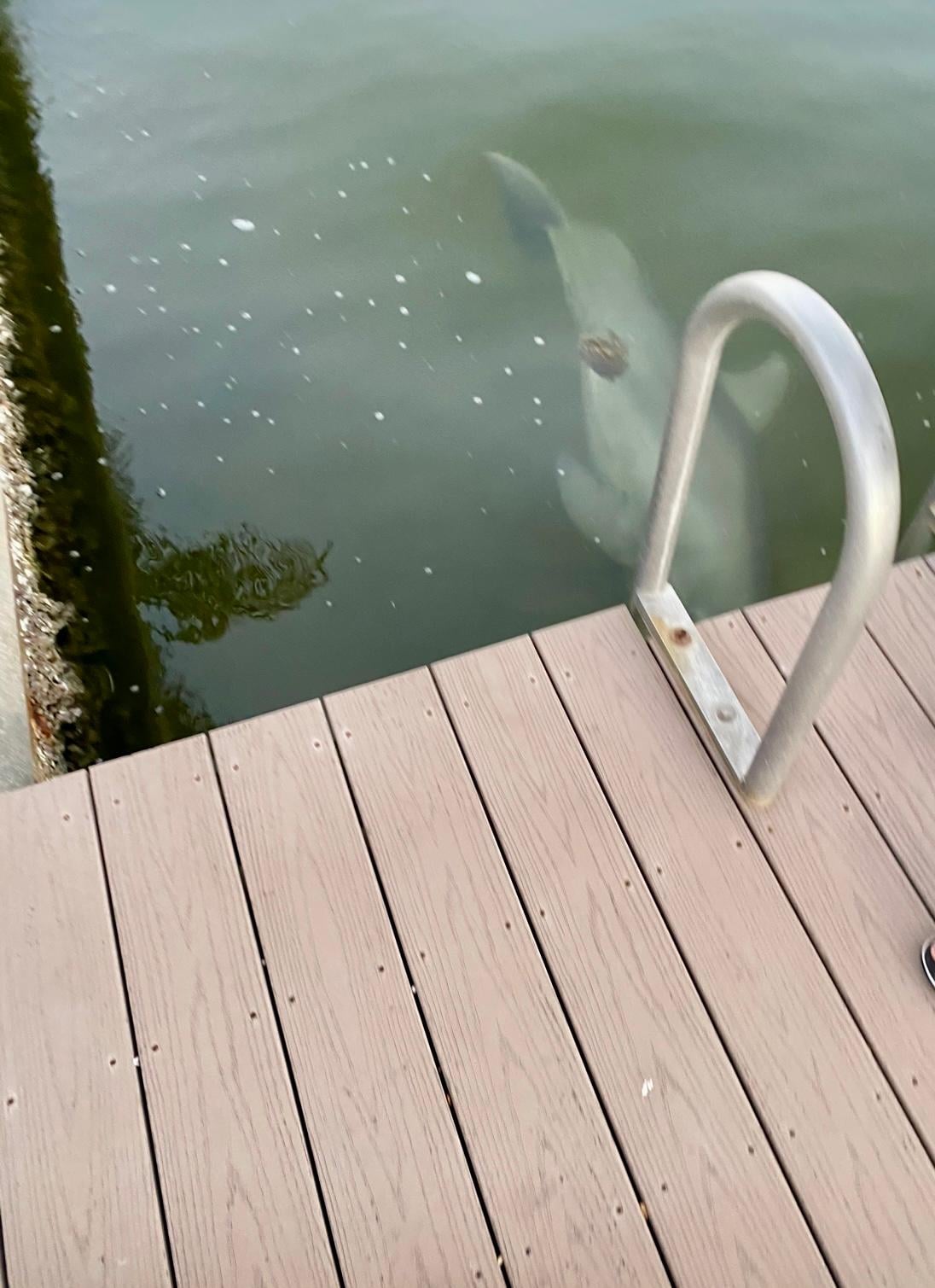 we were clapping our hands and they came right up to the dock playing around! It was so incredible! 