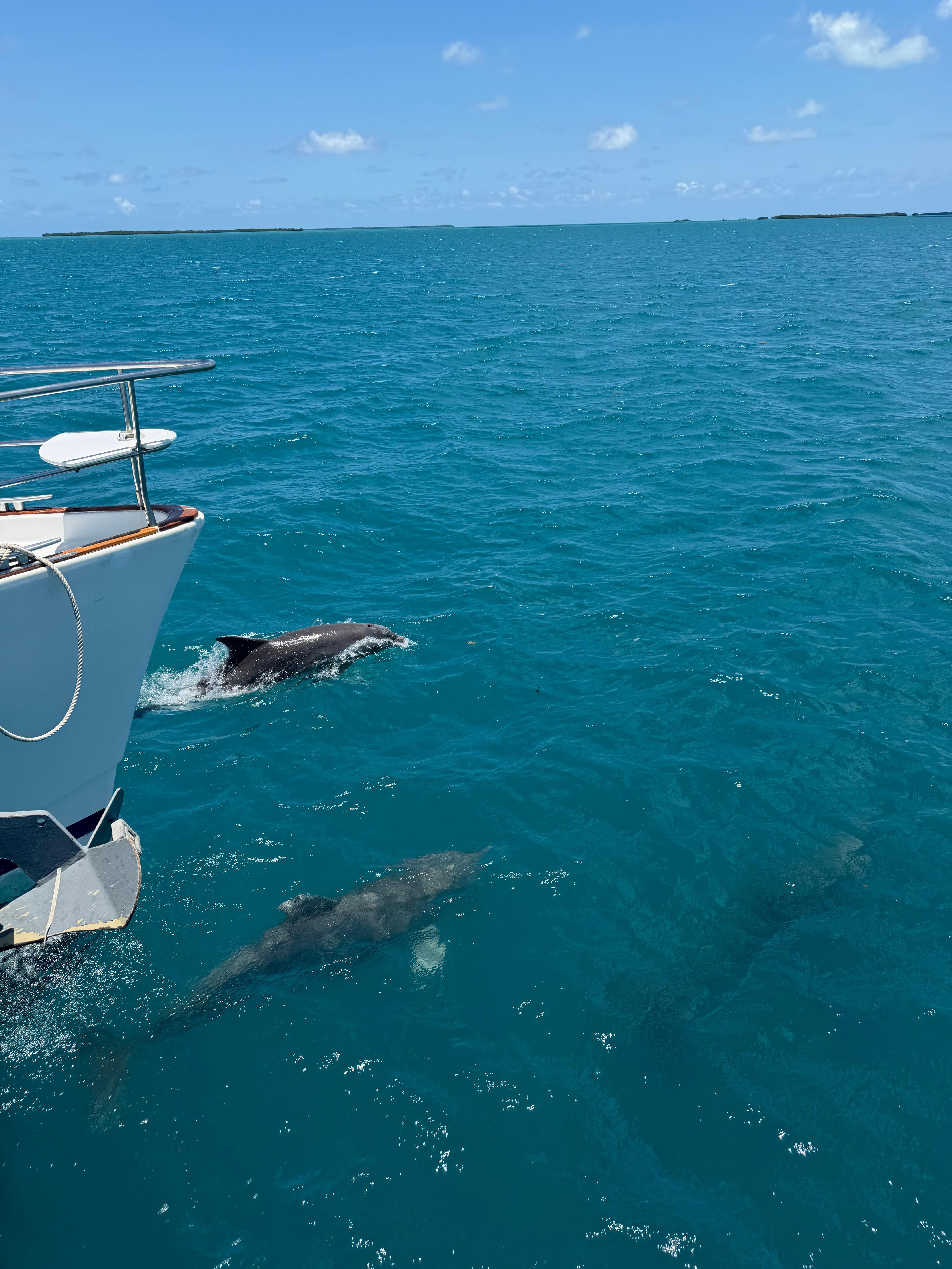 Dolphins following the boat