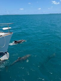 Dolphins following the boat