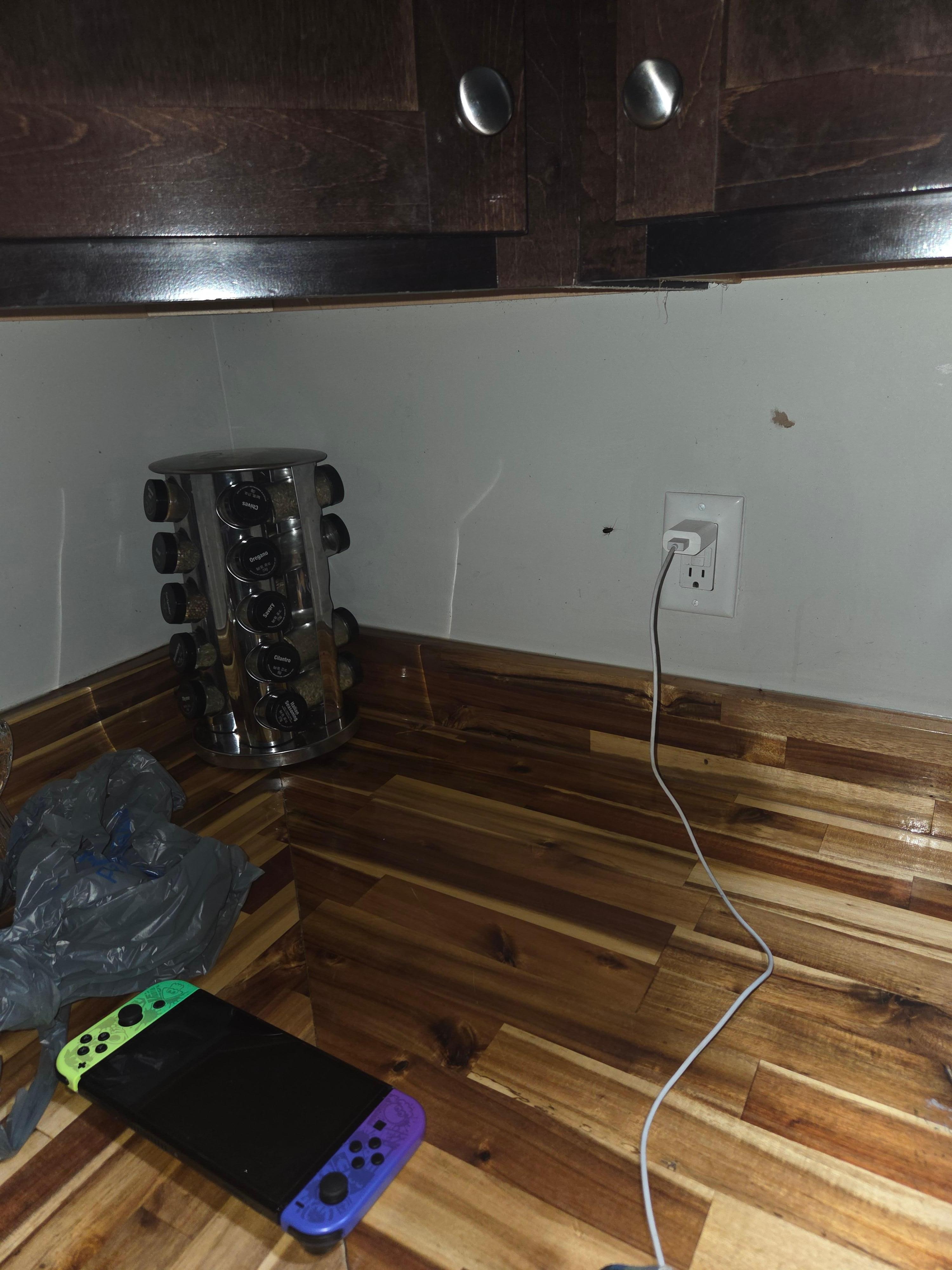 Roach bugs creating on walls and counters. 
