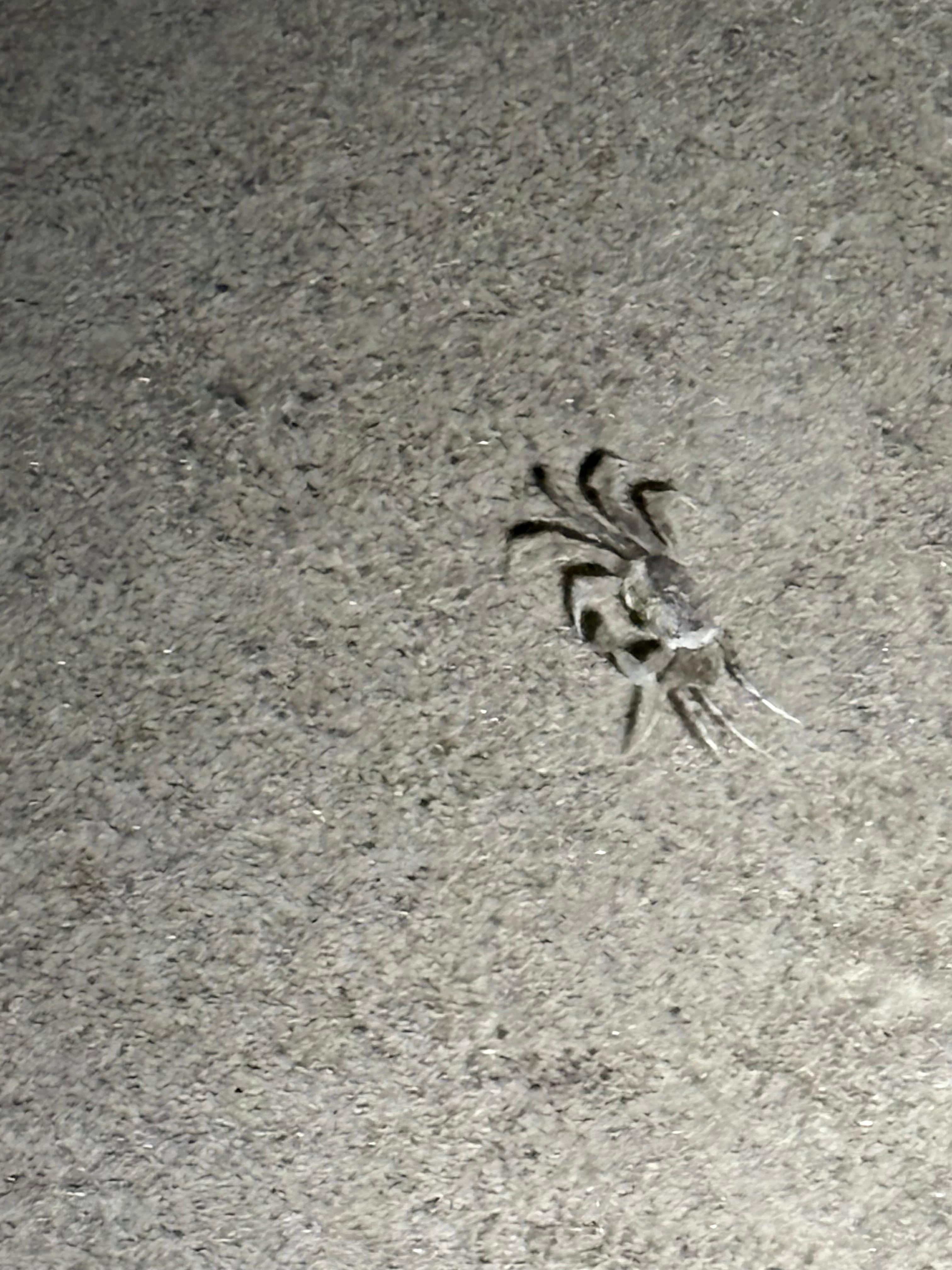 Seeing all of these cute crabs during a nighttime walk on the beach