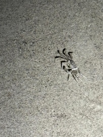 Seeing all of these cute crabs during a nighttime walk on the beach