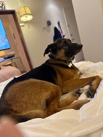 Our dog loved it as well!