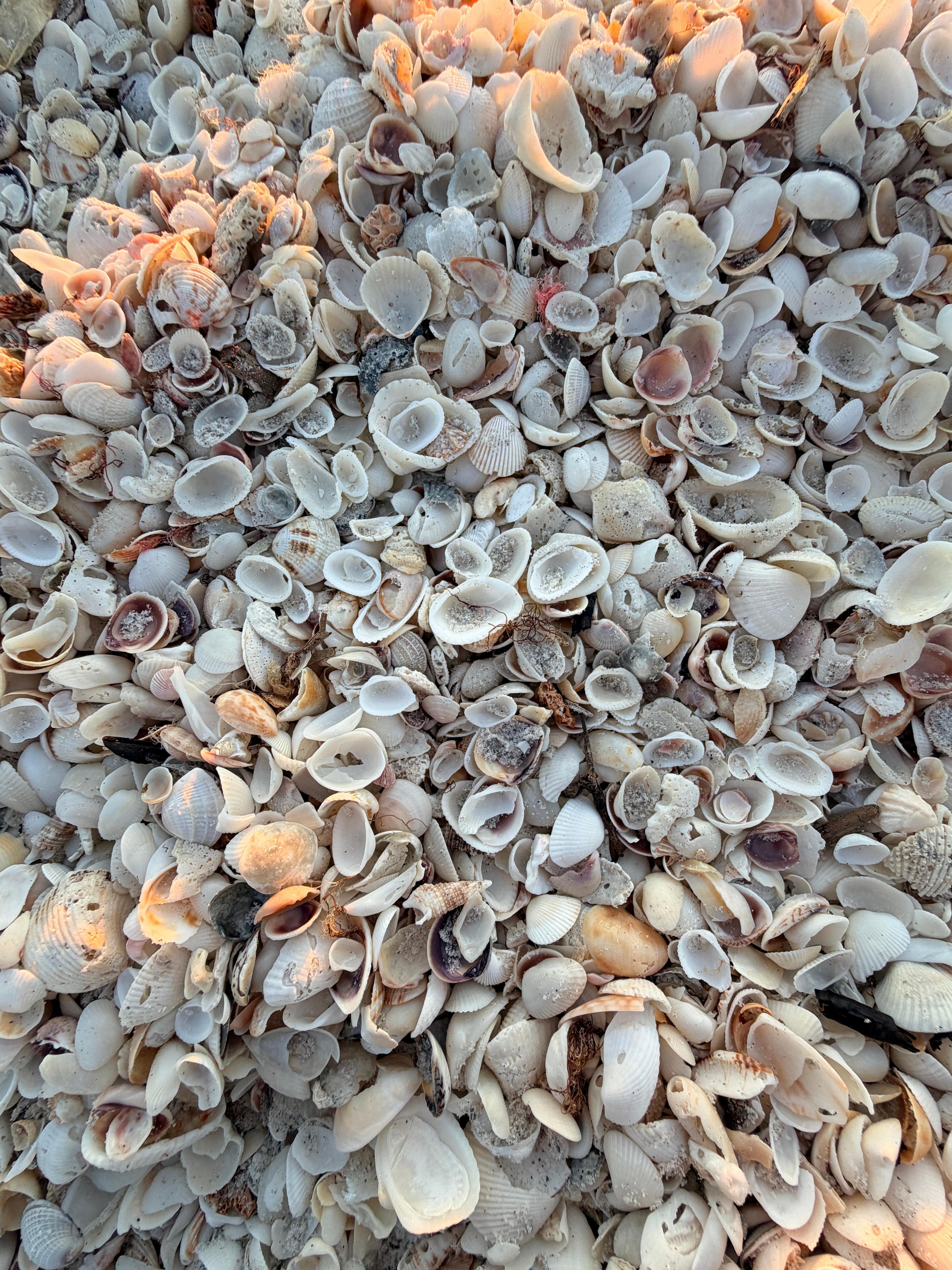 Shells on Boca grand beach!