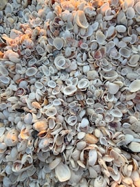 Shells on Boca grand beach!
