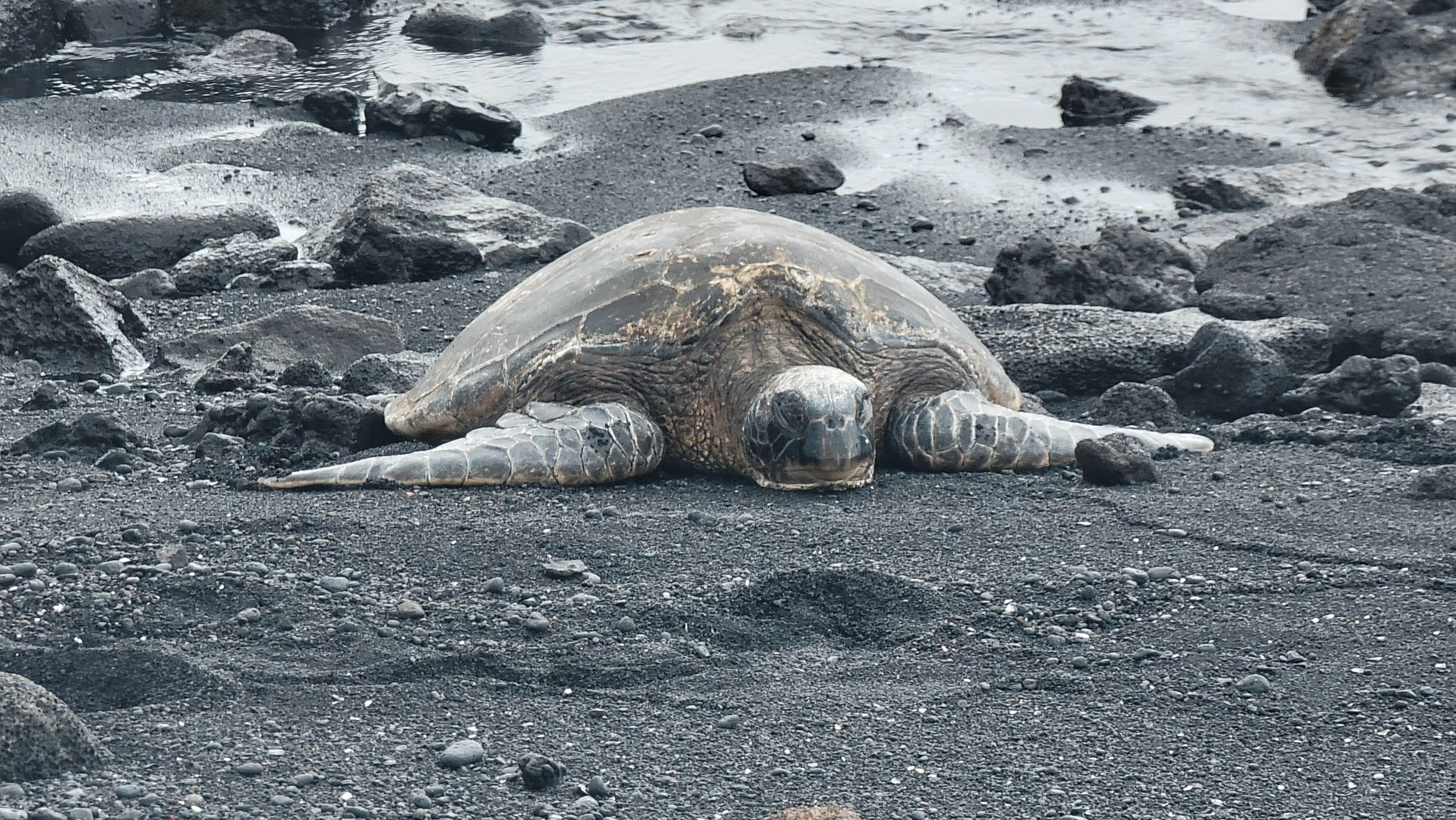 Turttles at black sand beach