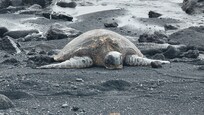 Turttles at black sand beach