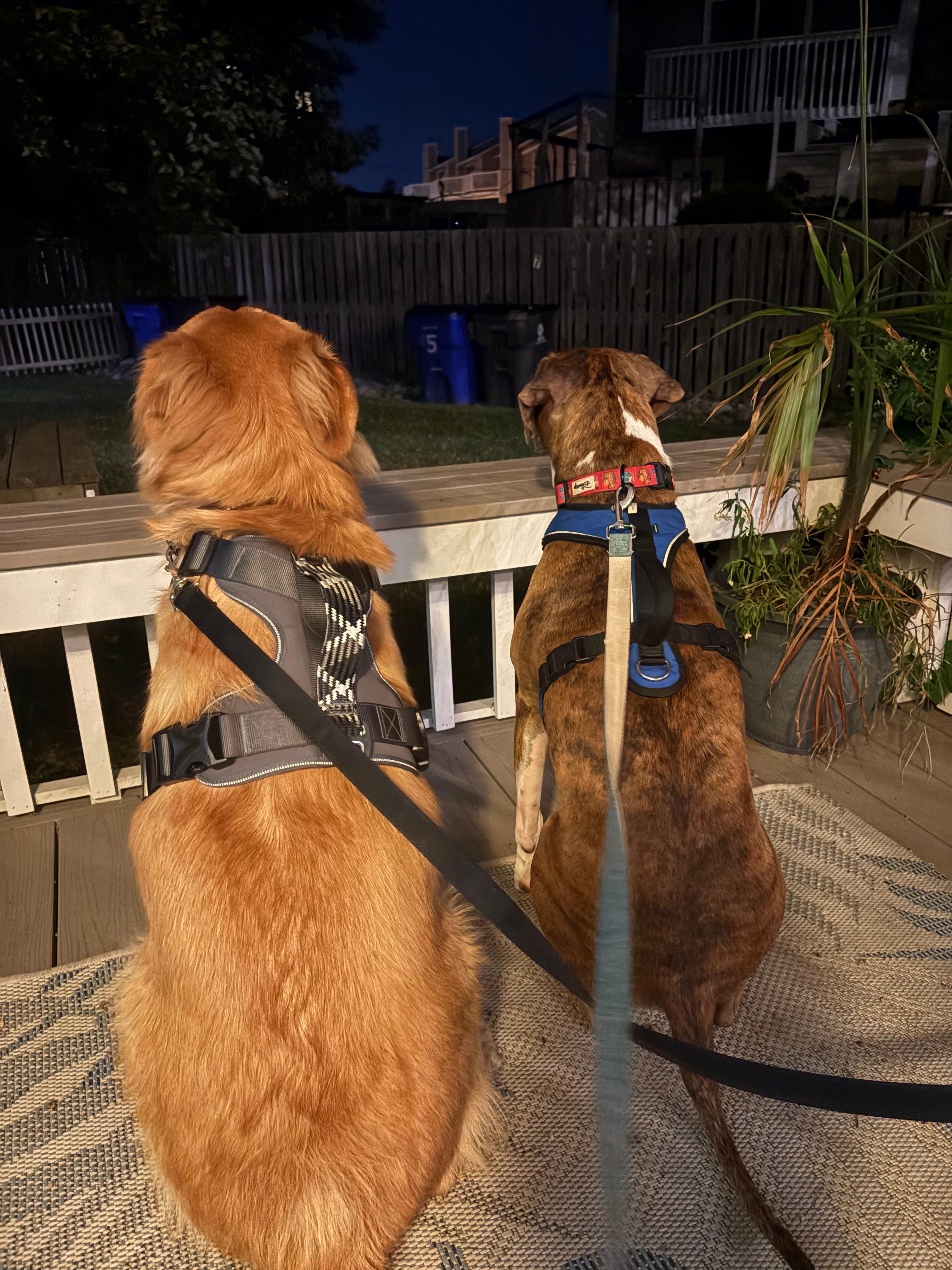 The backyard is great for pets ! 