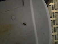 Bug in thee room