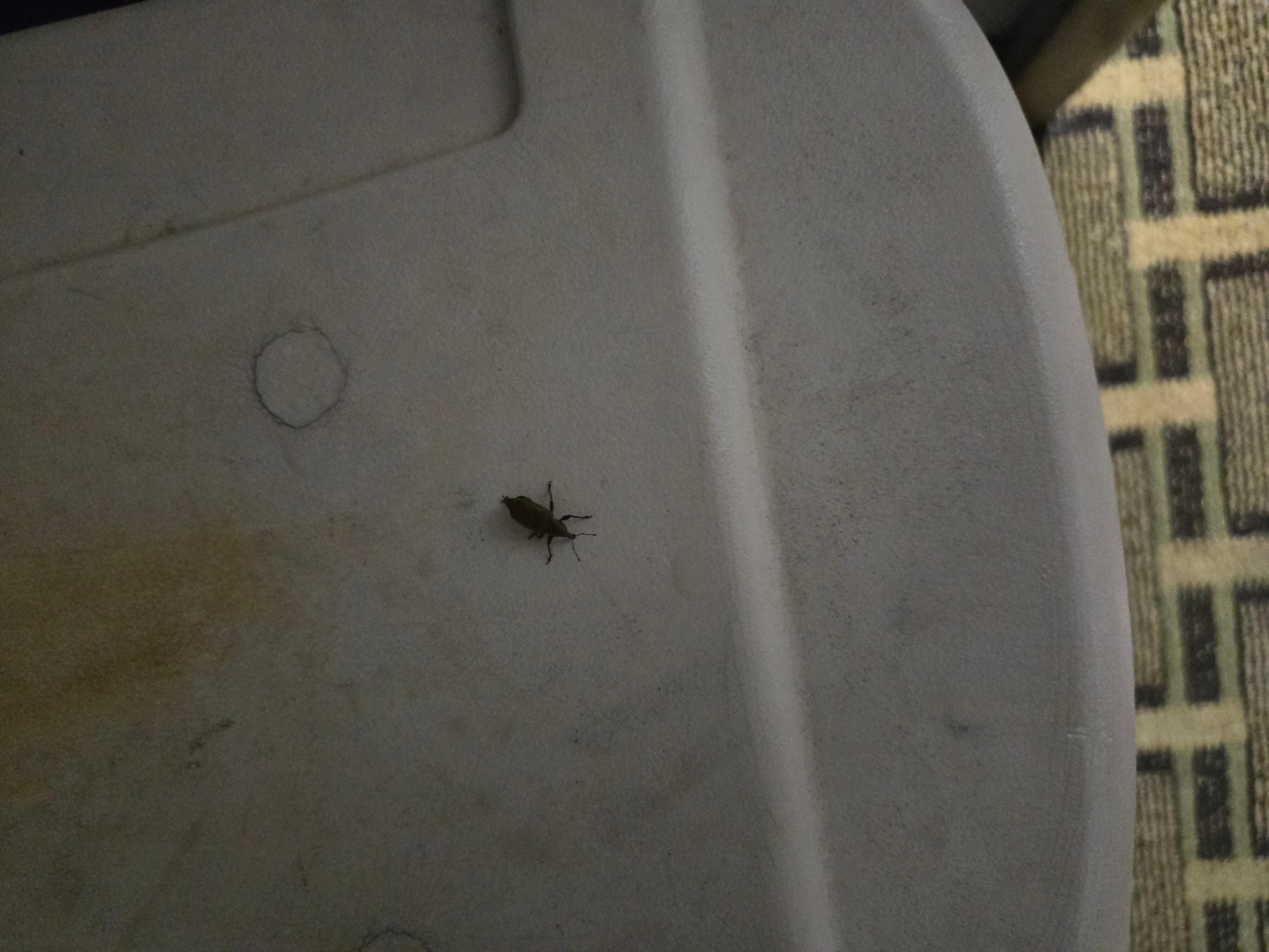 Bug in thee room