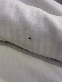 bed bug