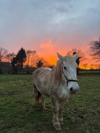 Tuplie, the resident family friendly Clydesdale