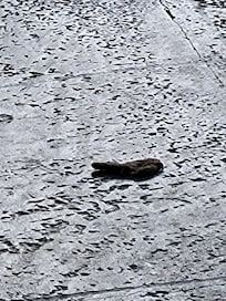 Cat poo