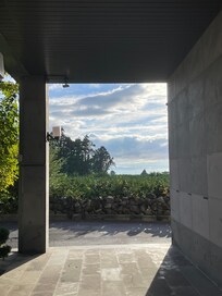 호텔 입구에서 찍은 감귤밭