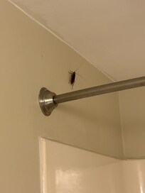 I was told, “it’s Florida, there’s always bugs”. Well I’m not from Florida and I don’t want to pay good money to stay with them.