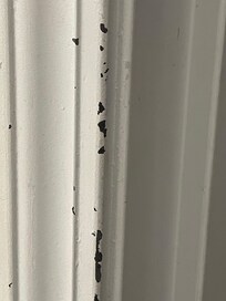 floor in bathroom boards