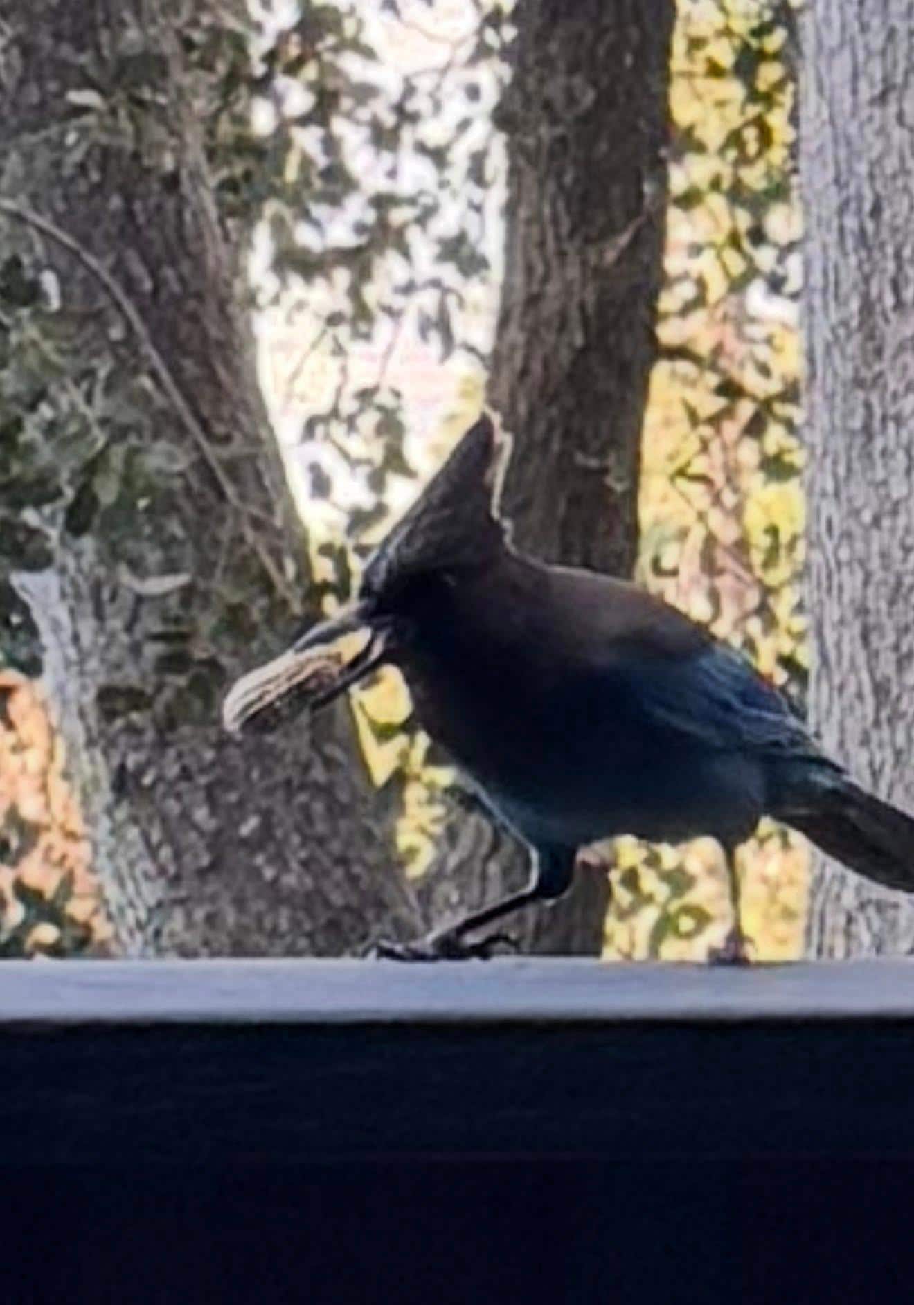 Feeding the blue jays