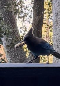Feeding the blue jays