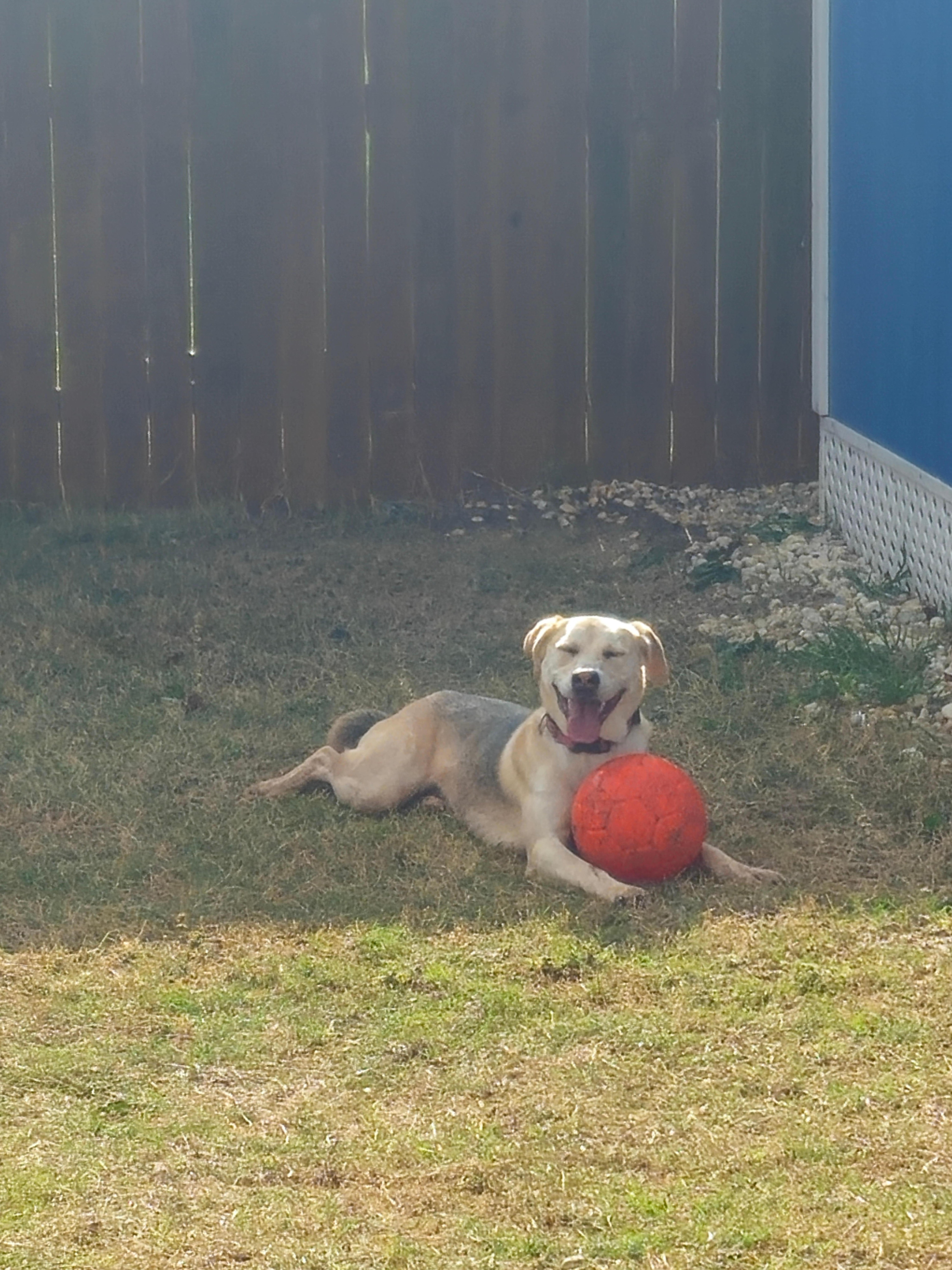 Dogs loved playing ball in backyard.