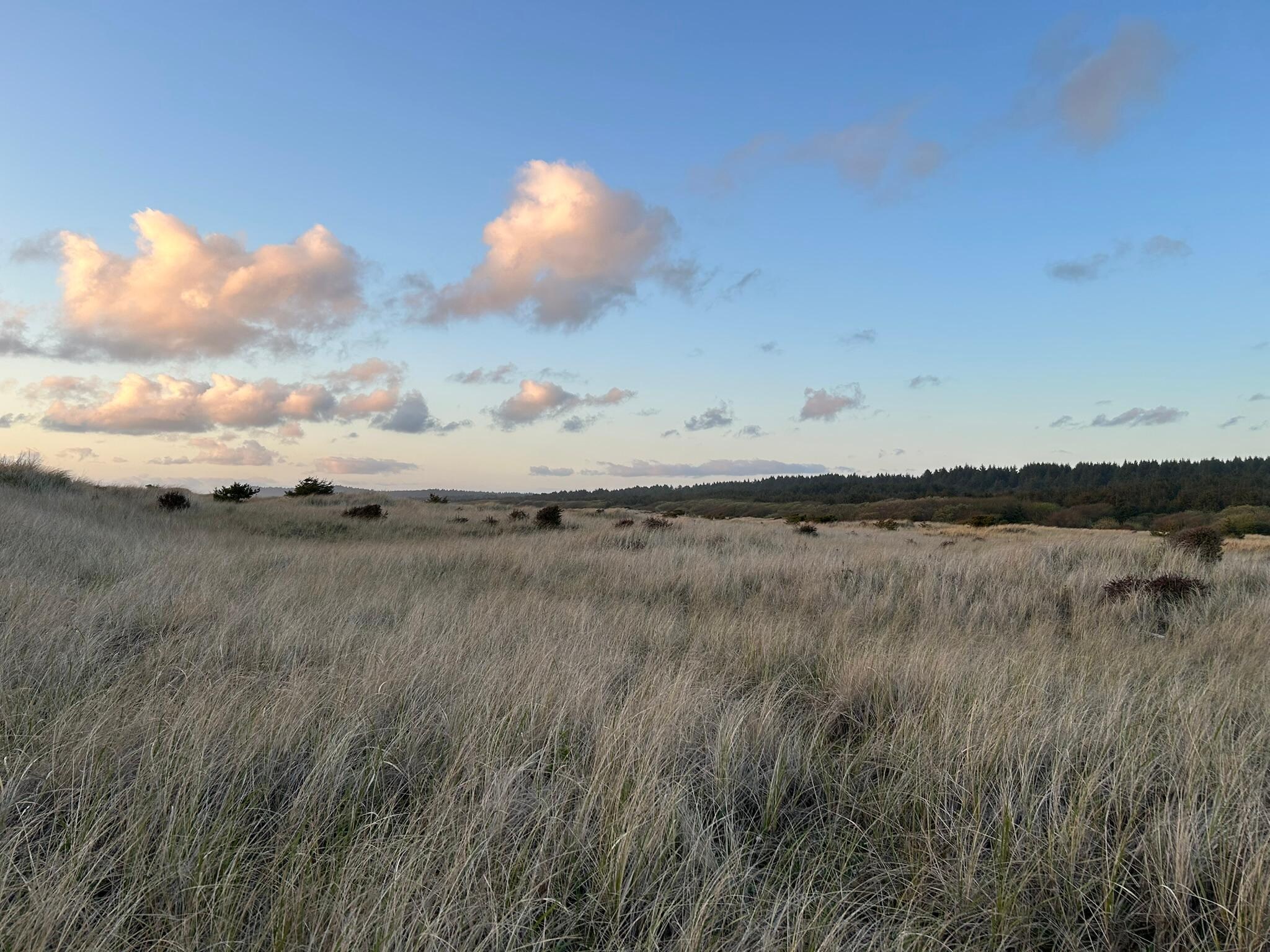 Meadow by the Ocean