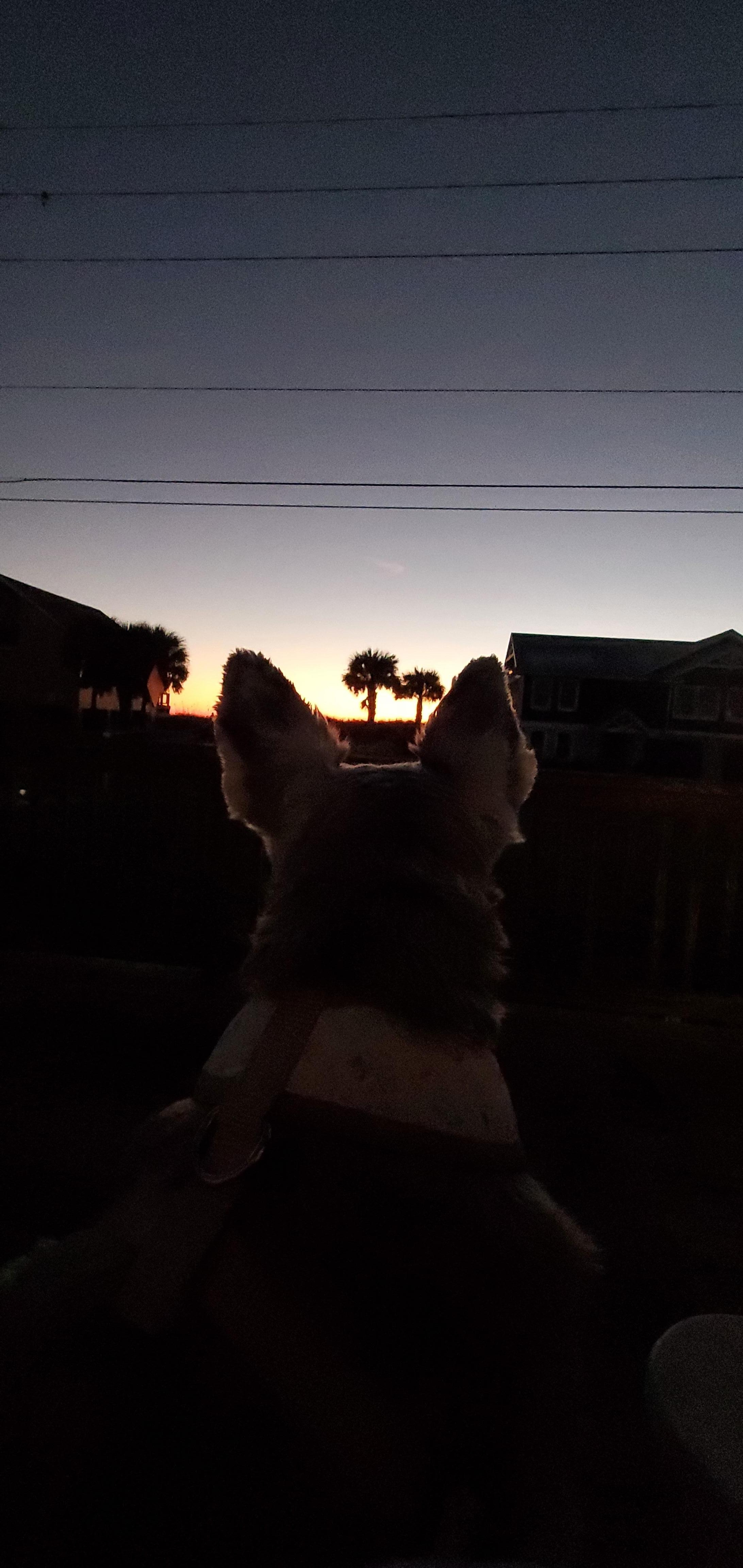 Me and our mini schnauzer watching the sunrise 