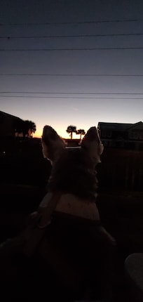 Me and our mini schnauzer watching the sunrise