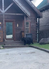 This was our first bear we saw when I was unloading the car