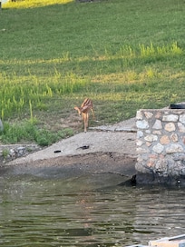 A fawn on the boat launch