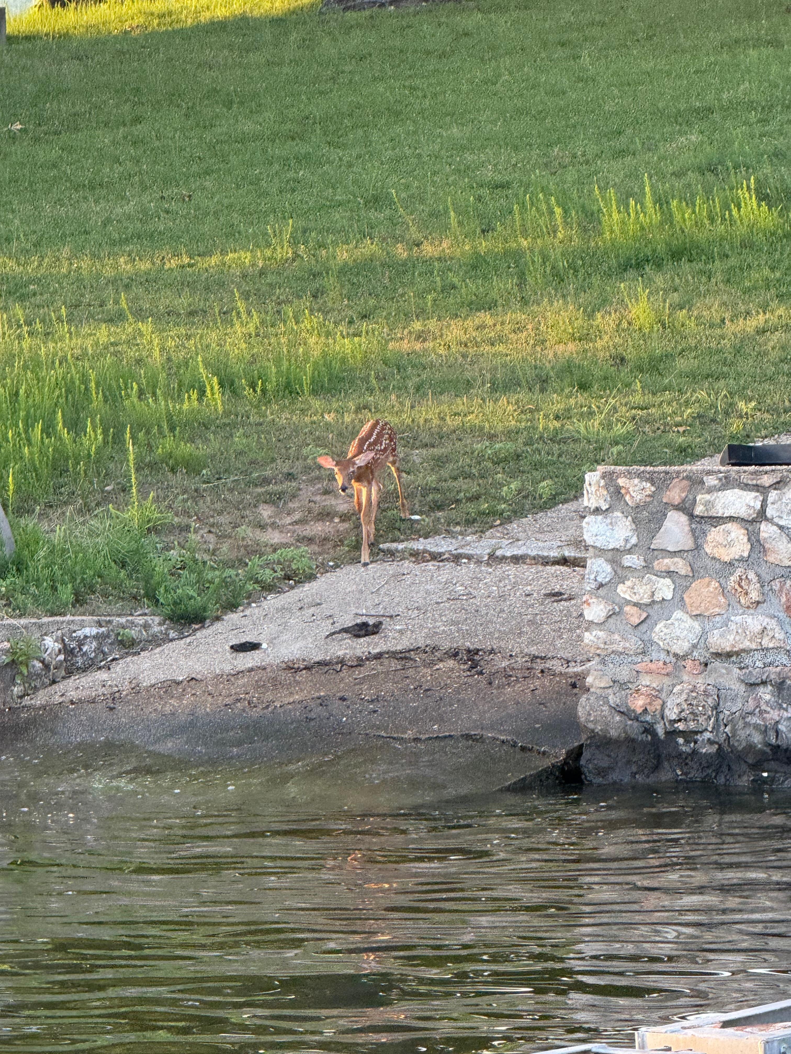 A fawn on the boat launch
