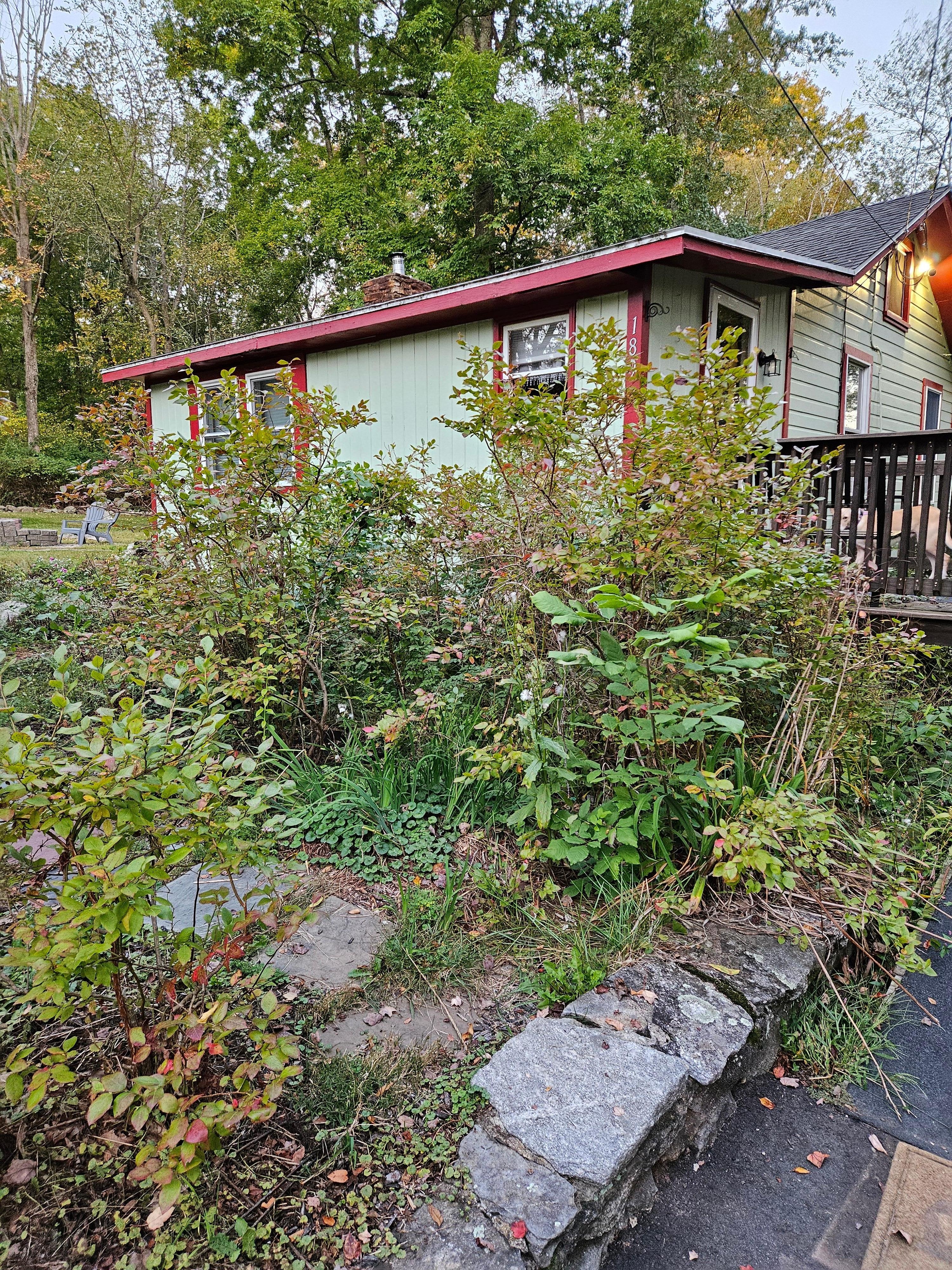 Overgrown vegetation in front of house