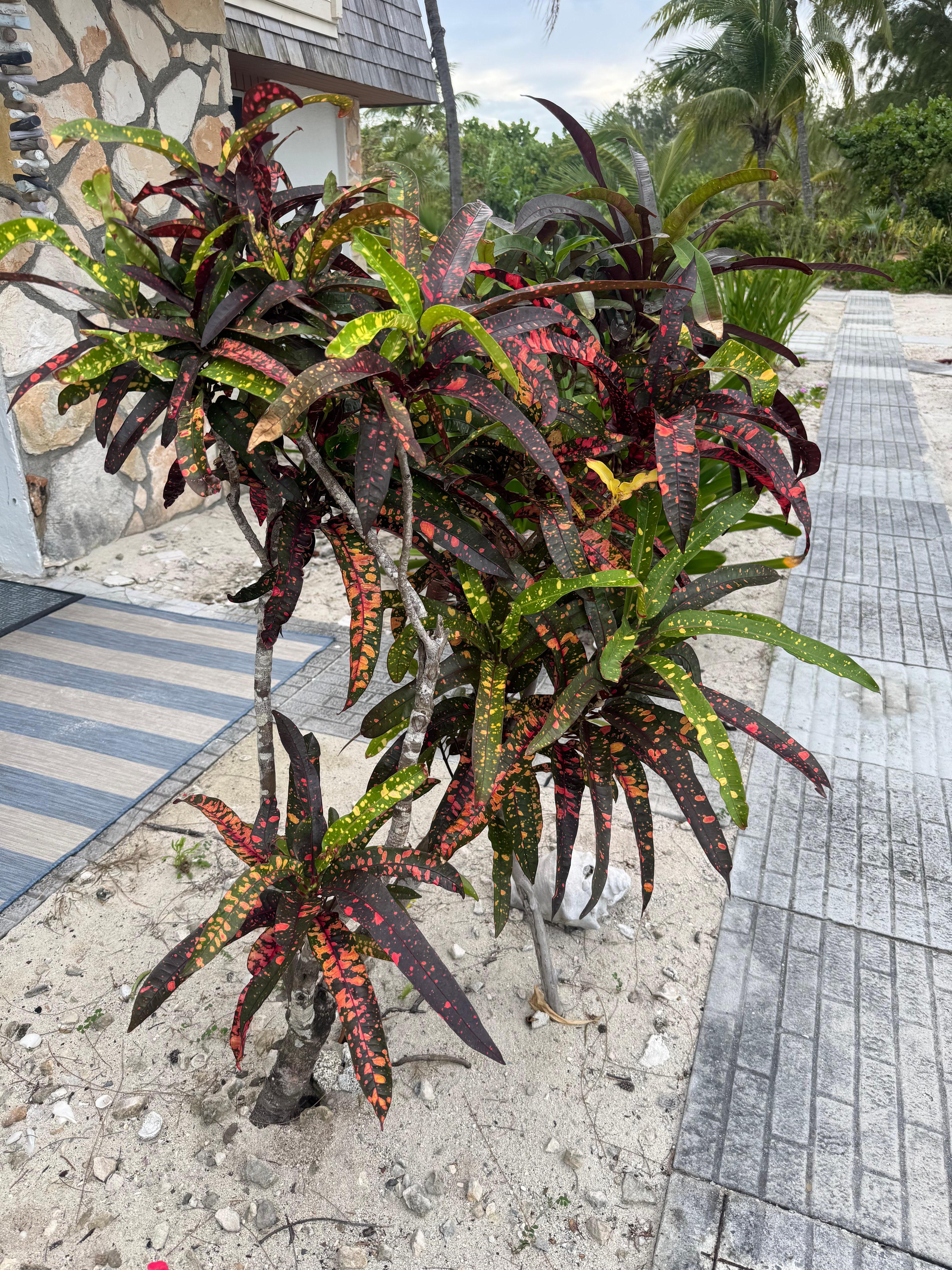 Path way in front of    Unit 