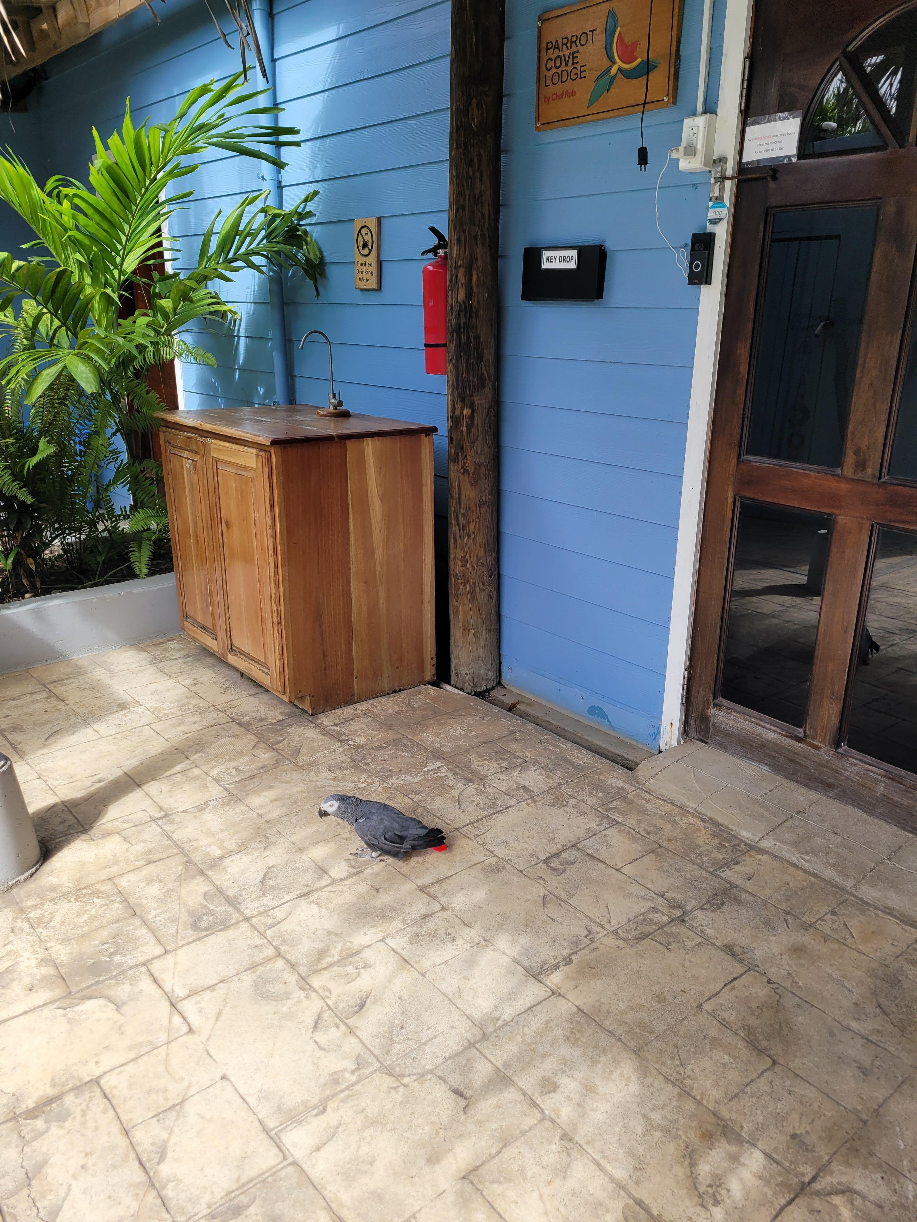 Rico, the resident African Grey Parrot, and an excellent greeter. He kept us entertained with his whistles and chatter :).