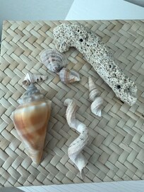 Treasures from the beach.