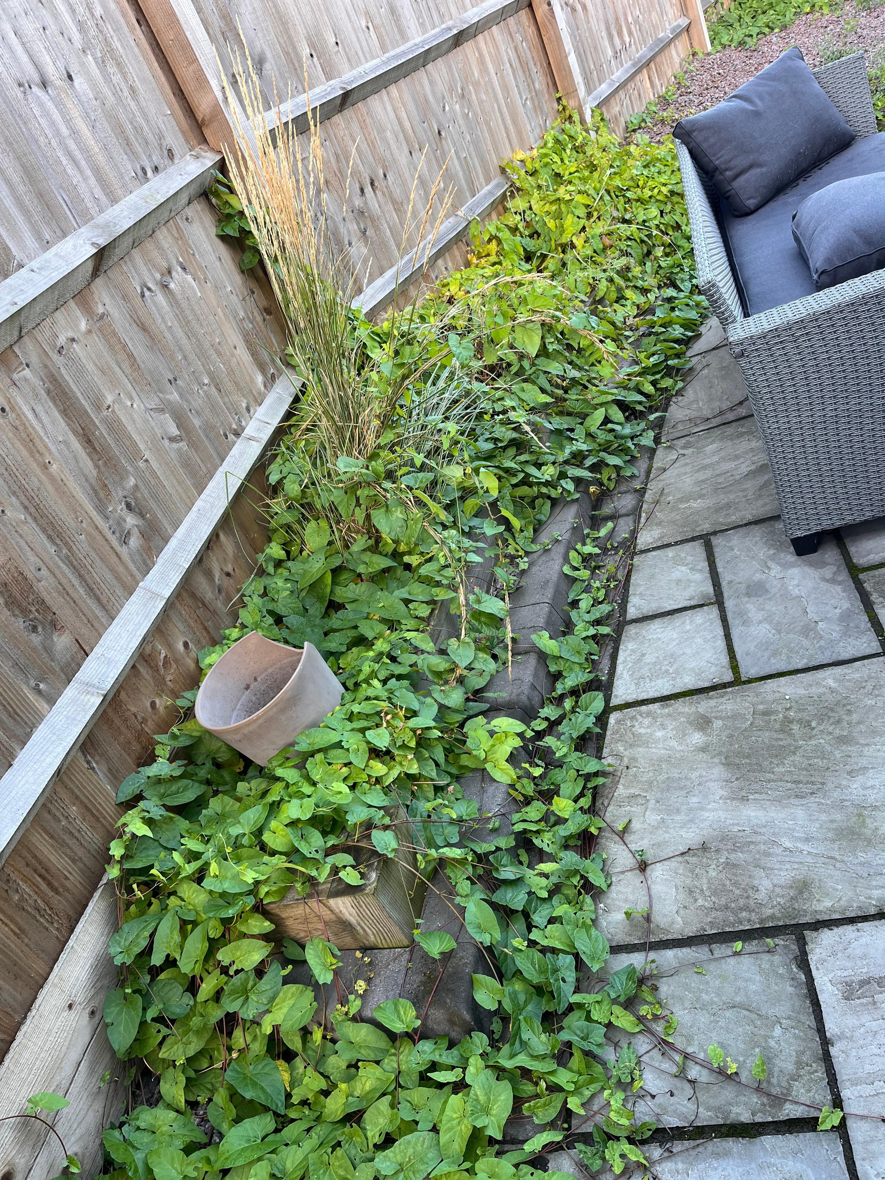 The vine creeper over taking the outside area 