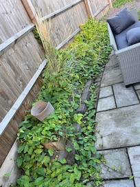 The vine creeper over taking the outside area