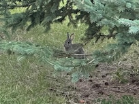 A bunny greeted us upon arrival and was present every evening.