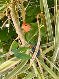 A colourful visitor at the pools garden