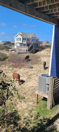 Day 4 Horses in back of house