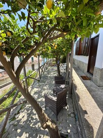 So fun to sit under the lemons on the shade