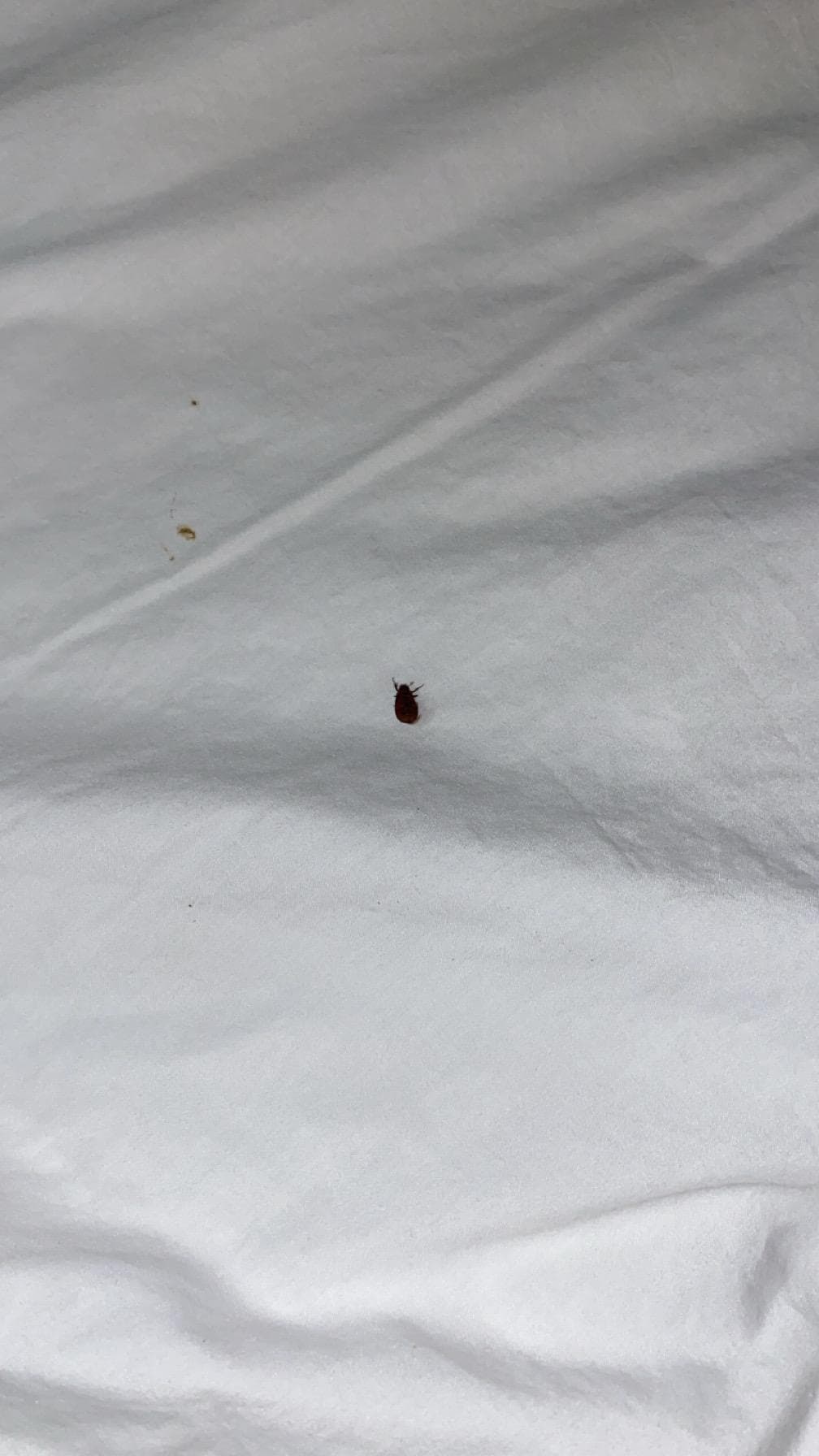 Is this a bed bug