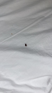 Is this a bed bug