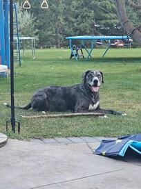 Blu enjoying a stick in the yard