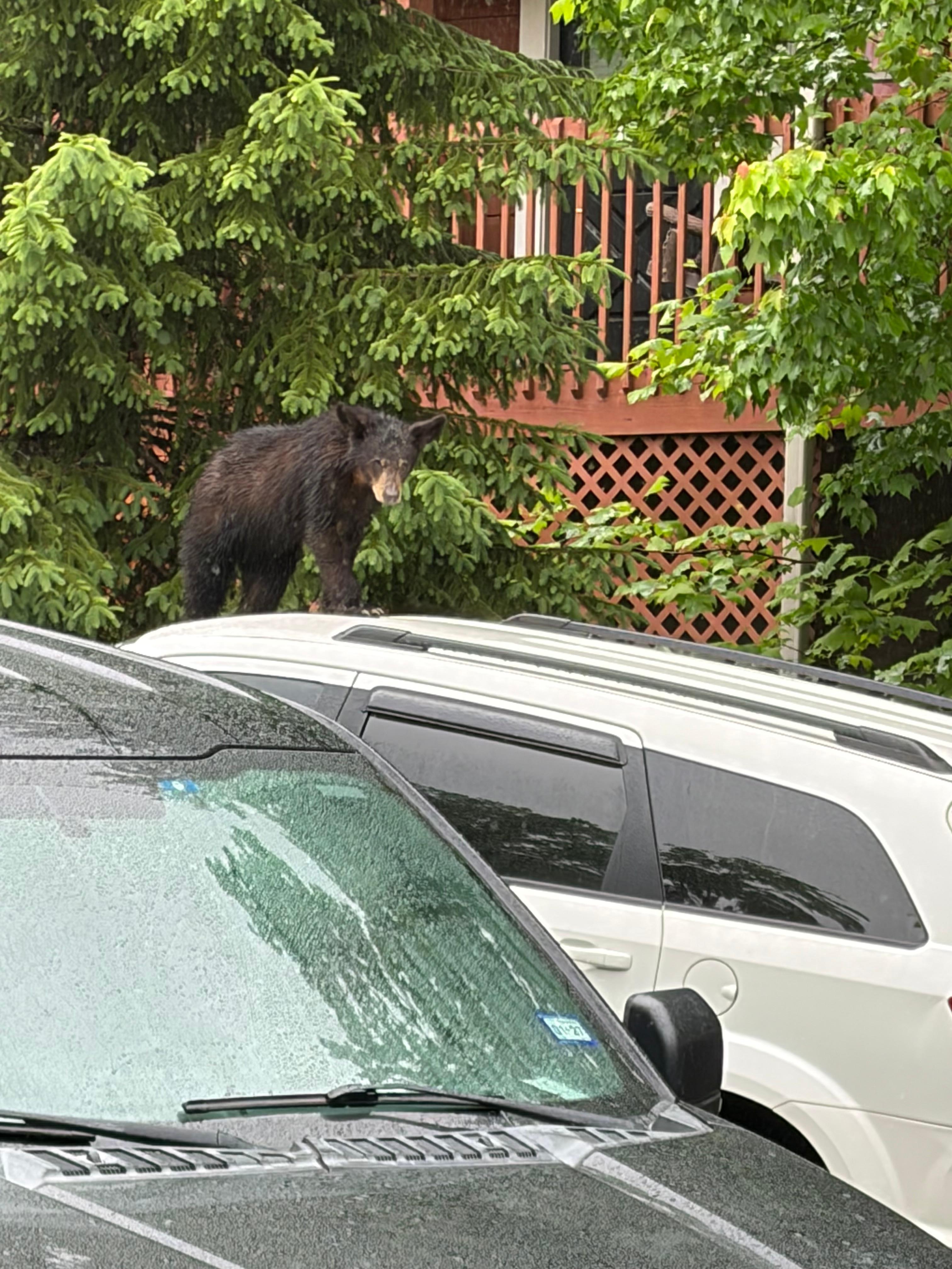 The bears will appear. 