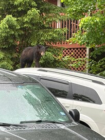 The bears will appear.
