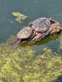 Red-eared slider turtles sunbathing