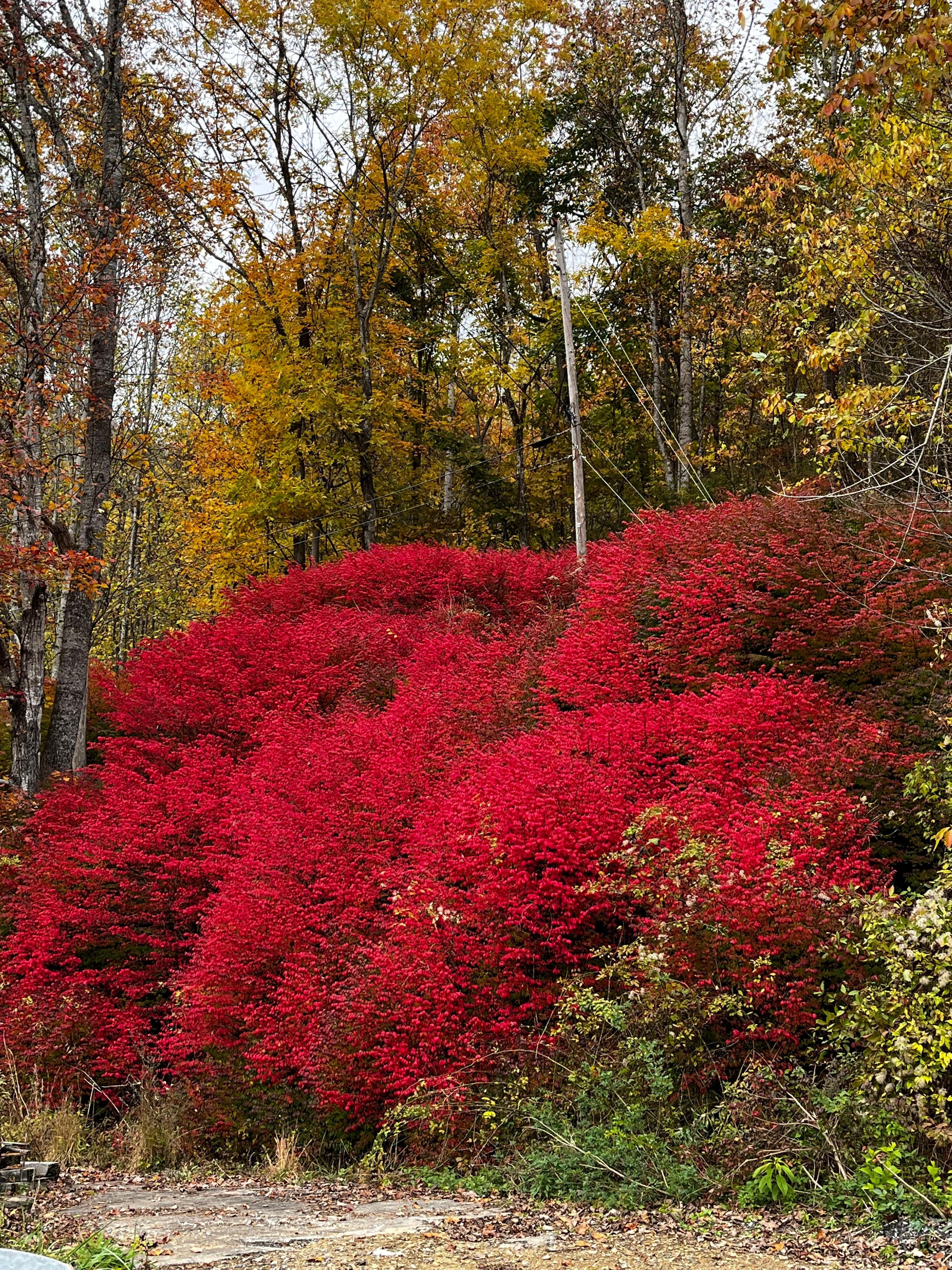 On the drive up to the cabin.